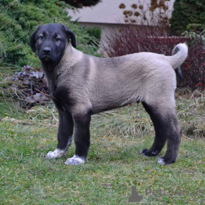 Photo №2 de l'annonce № 143149 de la vente chien bâtard - acheter à Australie éleveur