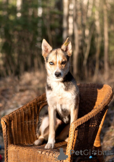 Photo №3. Mini-sisques aux yeux de différents mondes, c'est à la recherche d'une maison!. Fédération de Russie