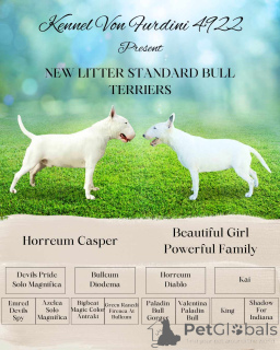 Photo №1. american pit bull terrier - à vendre en ville de Belgrade | négocié | Annonce №139008