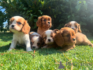 Photo №1. cavalier king charles spaniel - à vendre en ville de Athènes | négocié | Annonce №160842