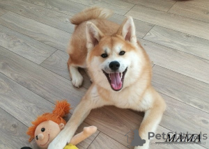 Photo №1. akita (chien) - à vendre en ville de Tambov | négocié | Annonce №7771