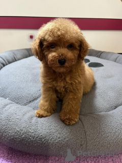 Photo №2 de l'annonce № 120646 de la vente caniche (jouet) - acheter à Serbie annonce privée