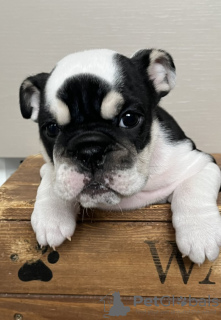Photo №2 de l'annonce № 121035 de la vente bulldog anglais - acheter à USA annonce privée