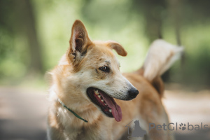 Photo №2 de l'annonce № 13950 de la vente chien bâtard - acheter à Fédération de Russie annonce privée