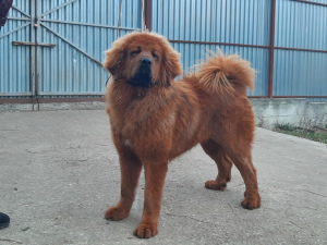 Photo №2 de l'annonce № 3837 de la vente dogue du tibet - acheter à Fédération de Russie de la fourrière