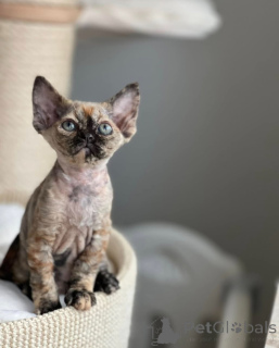 Photo №1. devon rex - à vendre en ville de Munich | négocié | Annonce № 144519