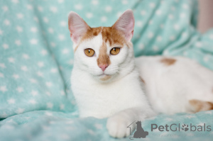 Photo №3. Joyeuse lence. Biélorussie