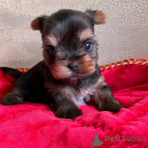 Photo №2 de l'annonce № 138789 de la vente  - acheter à USA 