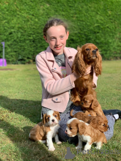Photo №2 de l'annonce № 178532 de la vente cavalier king charles spaniel - acheter à L'Autriche annonce privée, éleveur