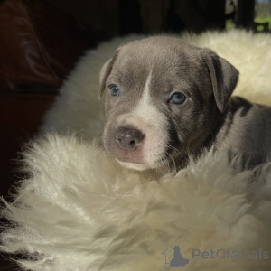 Photo №3. Champion Bloodline Staffy Puppies Blue & Bringé Staffordshire Bull Terriers. République Tchèque