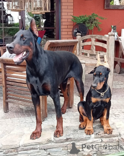Photo №2 de l'annonce № 149008 de la vente dobermann - acheter à Allemagne annonce privée