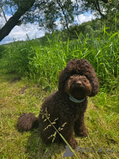 Photo №4. Je vais vendre labradoodle en ville de Arizona. éleveur - prix - 531€