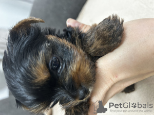 Photo №2 de l'annonce № 91654 de la vente  - acheter à Espagne éleveur