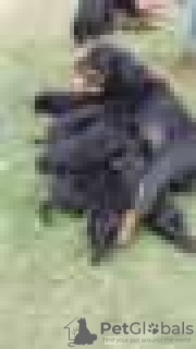 Photo №2 de l'annonce № 128433 de la vente rottweiler - acheter à Allemagne éleveur