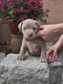 Photo №3. American Bully XL Puppies à vendre. Serbie
