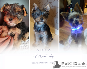 Photo №3. Marta Holc. Pologne