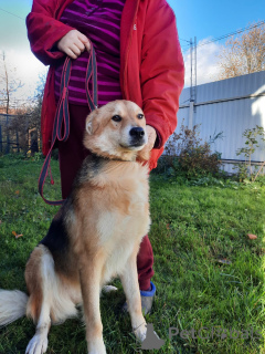 Photo №1. chien bâtard - à vendre en ville de Saint-Pétersbourg | Gratuit | Annonce №59928