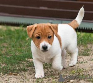 Photo №1. jack russell terrier - à vendre en ville de Palma | négocié | Annonce №169892