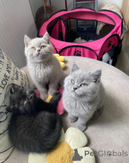 Photo №1. british shorthair - à vendre en ville de Bautzen | 388€ | Annonce № 172026