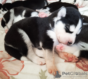 Photo №1. husky de sibérie - à vendre en ville de Riga | 1000€ | Annonce №106942