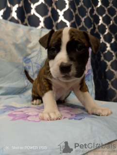 Photo №3. Chiots Amstaff à vendre. Fédération de Russie