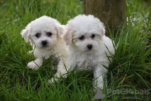 Photo №2 de l'annonce № 123643 de la vente bichon à poil frisé - acheter à Allemagne 