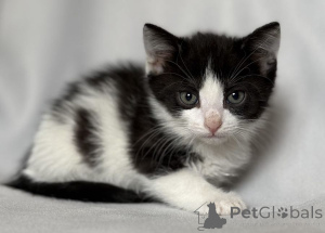 Photo №3. Les chatons recherchent une maison.. Fédération de Russie