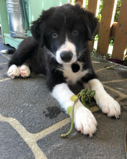 Photo №1. border collie - à vendre en ville de Munich | Gratuit | Annonce №111321