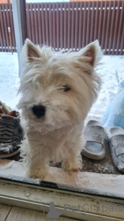 Photo №3. Adoptez une Westie aujourd'hui. USA