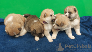 Photo №2 de l'annonce № 108157 de la vente akita (chien) - acheter à Serbie 