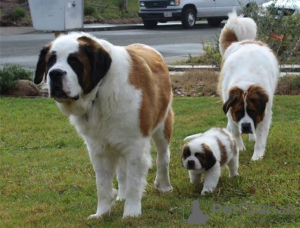 Photo №1. saint-bernard - à vendre en ville de Jüterbog | négocié | Annonce №109166