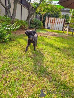 Photo №3. Ruby Adorable caniche miniature femelle de 3 ans. La Grande-Bretagne