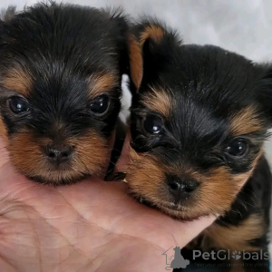 Photo №3. Des chiots pratiques du Yorkshire Terrier (Yorkie) avec un bâton parfait pour. Belgique