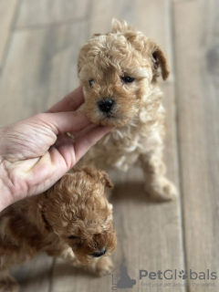 Photo №2 de l'annonce № 93601 de la vente caniche (jouet) - acheter à Serbie éleveur