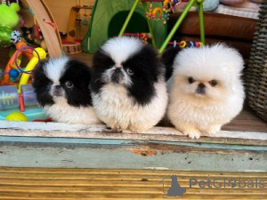Photo №1. pékinois - à vendre en ville de Heidelberg | négocié | Annonce №170179