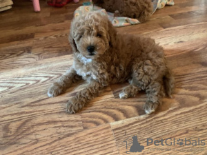 Photo №1. labradoodle - à vendre en ville de Berlin | Gratuit | Annonce №126270