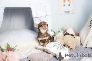 Photo №3. Chiot chihuahua à adopter. USA