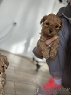 Photos supplémentaires: Chiots caniches miniatures