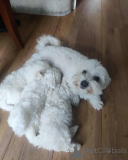 Photo №1. bichon maltais - à vendre en ville de Finnholmen | 450€ | Annonce №155260