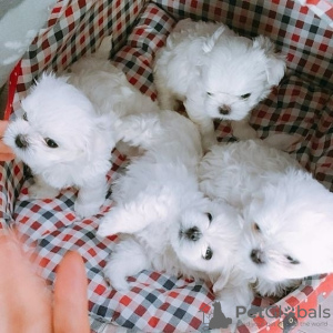 Photo №1. bichon maltais - à vendre en ville de Galway | 300€ | Annonce №130014