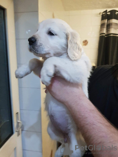 Photo №4. Je vais vendre golden retriever en ville de Toropets. annonce privée, éleveur - prix - 450€