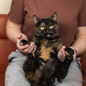 Photo №3. Le merveilleux chat klava cherche une famille!. Fédération de Russie