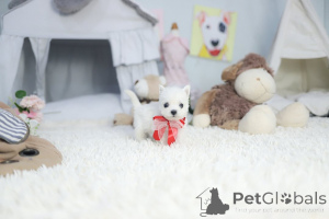 Photo №3. Les chiots de Dean Janet Kay hébergent une famille pour adoption et placement. USA