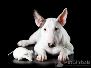 Photo №3. bull-terrier miniature. Fédération de Russie