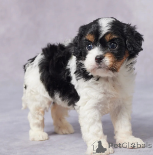 Photo №1. cavalier king charles spaniel - à vendre en ville de Dubaï | négocié | Annonce №158649