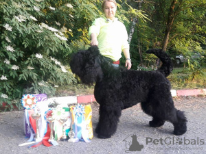 Photos supplémentaires: Chiots Black Russian Terrier