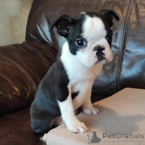 Photos supplémentaires: Chiots Boston Terrier à vendre