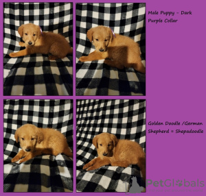 Photo №1.  - à vendre en ville de Los Angeles | 425€ | Annonce №133636