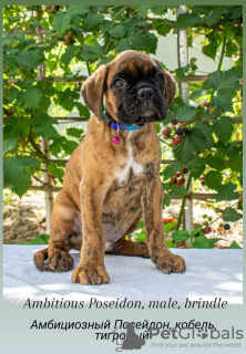 Photos supplémentaires: Chiots Boxer allemand du Club