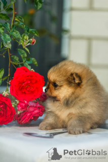 Photos supplémentaires: Beaux chiots de Poméranie